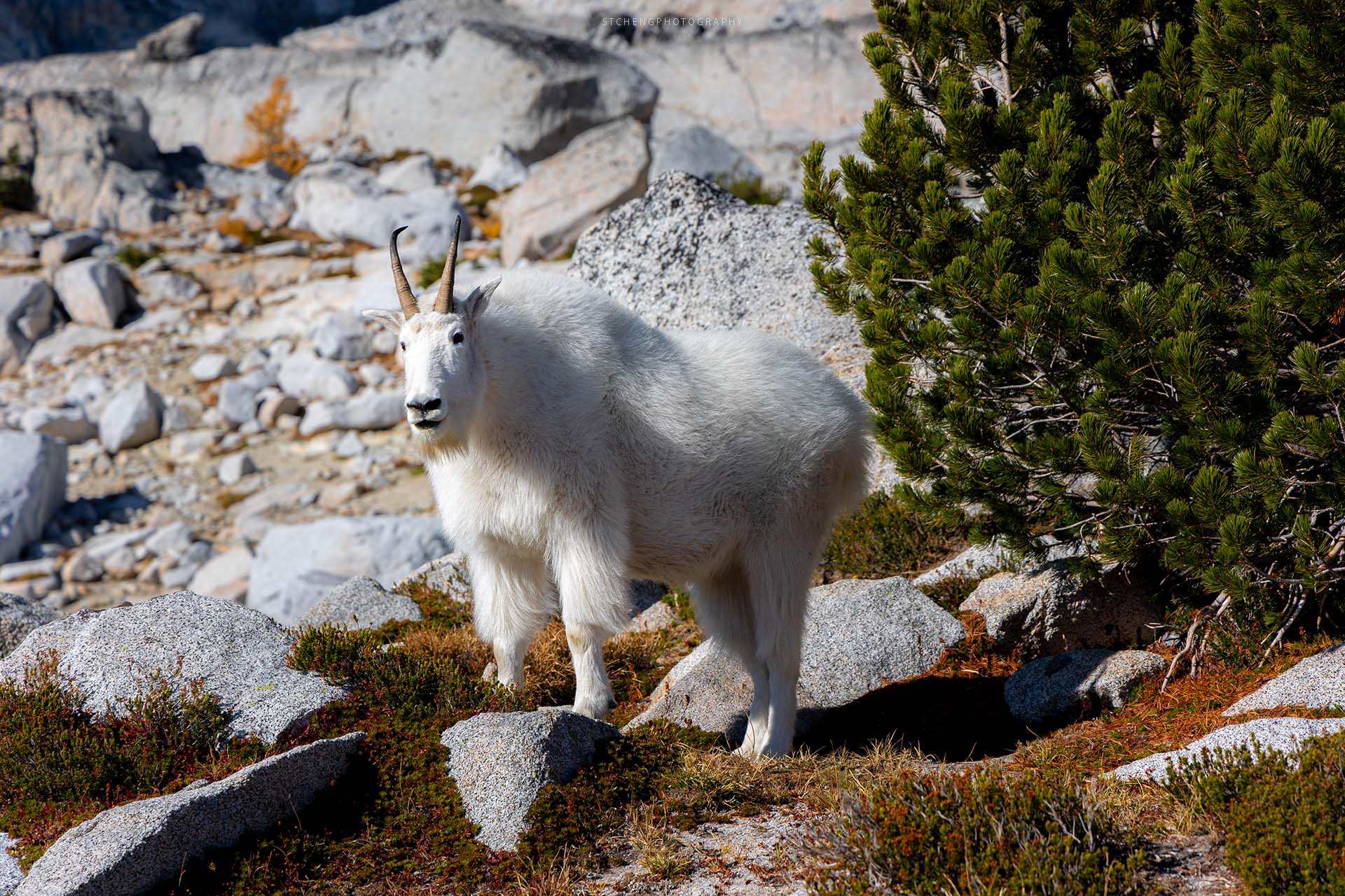 Mountain Goat