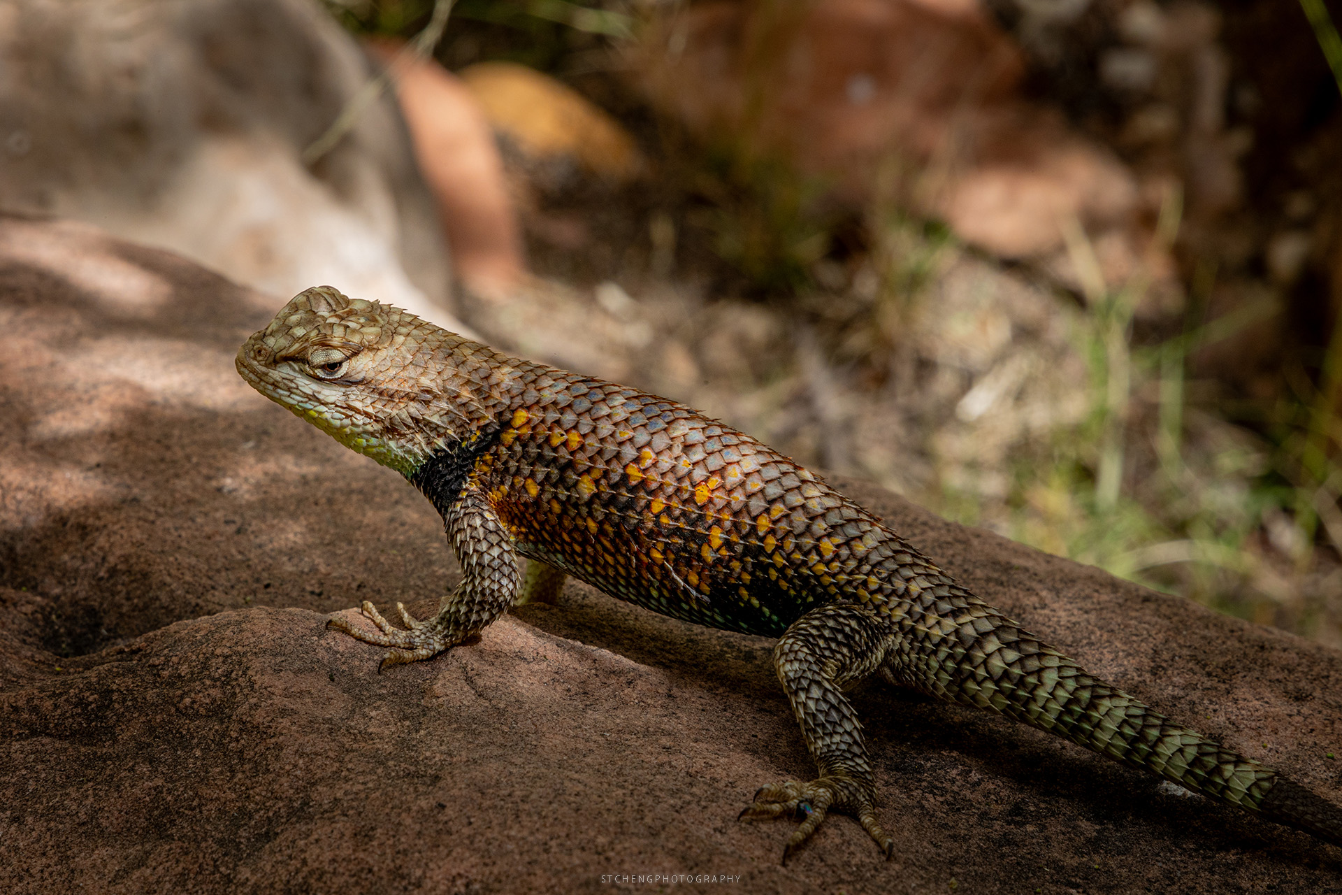 A Desert Spiny Lizard